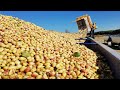 How Modern Agriculture Machine Harvest Tons of Nuts - Pistachio,Almond,Pecan Harvest and Processing