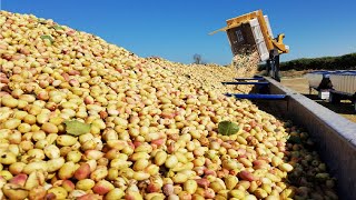 How Modern Agriculture Machine Harvest Tons of Nuts - Pistachio,Almond,Pecan Harvest and Processing