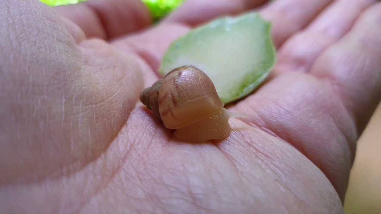 Dev Afrika Salyangozu Kalp Atışı / Giant African Snail's Heartbeat ...