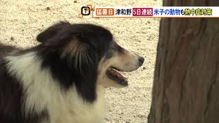 厳しい暑さが続く中…動物たちの熱中症対策は？