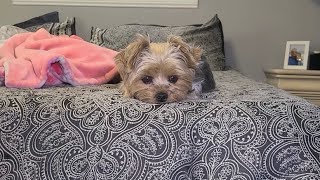 Adorable Yorkie, listens to mommy!#doglover  #viralvideo #cute #yorkie #shopping #smalldog #Rylie