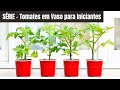 TOMATES EM VASO PARA INICIANTES - Aula - 01