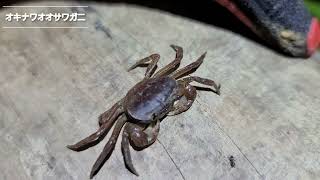 オキナワオオサワガニ(沖縄県指定希少野生動植物種)/2023.4.1