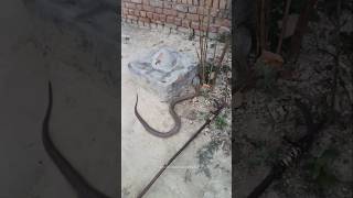 देखिए बेहद ही जहरीला कोबरा सांप 😱 || Indian spectical cobra snake