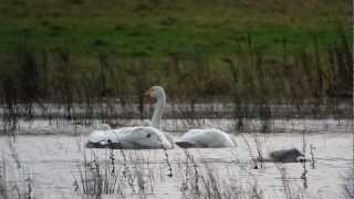 Whooper Swans