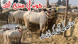 Today gondal mandi attock 20/1/2025 latest update ll talagang mandi ll jamil tv ll