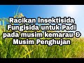 Racikan Insektisida Fungisida untuk Padi pada musim kemarau dan musim hujan