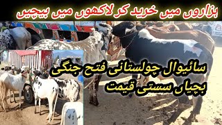 Mansehra maveshi Mandi today|sahiwal cholistani Fateh jangi bachiyan sasti kimat per|2025 ki qurbani