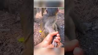 You Won't Believe What This Monkey Did! 🐒😲