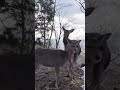 【鹿 deer】野生の鹿に遭遇！wild deer appears shorts