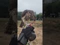 shikra eating meat