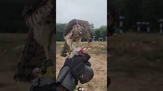 Shikra eating meat