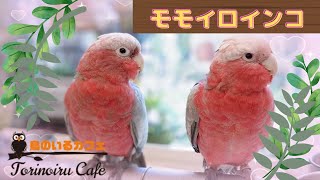 【鳥のいるカフェ🕊千駄木店】モモイロインコのご紹介