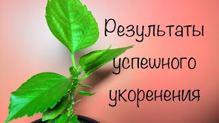 Результаты успешного укоренения