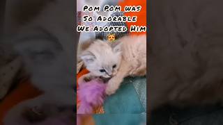 😺 Pawsitively Adorable Linx Point Siameas Kitten We Rescued and Adopted