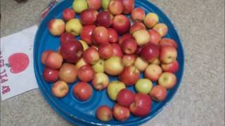 The Enormous Apple! Making 55 gallons of apple wine!