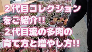 【多肉植物】２代目コレクションをご紹介!!２代目流の多肉の育て方と増やし方!!【succulent】トロピカルガーデン