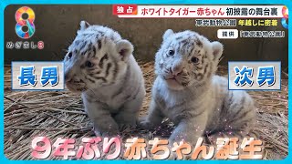 【独占】ホワイトタイガー赤ちゃん兄弟初披露に大行列　飼育係の年越しに密着【めざまし８ニュース】