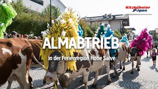 Kitzbüheler Alpen: Almabtrieb in der Ferienregion Hohe Salve