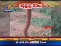 trees planted under harita haram destroyed at medipally s shantivanam