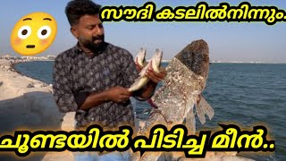 സൗദി കടലിൽ നിന്നും ചൂണ്ടയിൽ പിടിച്ച മീനുകൾ...😳Fish caught on bait from Saudi sea...🐟