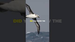 Is Albatross The Larges Bird In The World ?