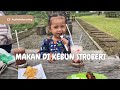 MAKAN DI KEBUN STROBERI