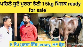 15kg#ਮਿਲਕ ready ਪਹਿਲਾ ਸੂਆ ਟੌਪ ਮੁਰਹਾ!!ਨਾਲ 4 ਟੌਪ ਮੁਰਹਾ!!ਇੱਕ ਟੌਪ HF ਜਰਸੀ ਕ੍ਰੋਸ(ਰੇਟ 40000) for sale!!