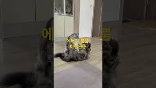 메인쿤 경민재민 아침운동중 #메인쿤 #maincoon #장난꾸러기