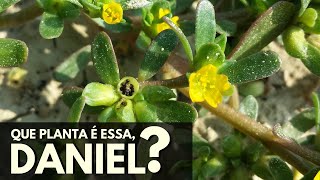 Que PLANTA é essa, Daniel? #Beldroega