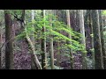 【ぼっち登山】春日山原始林ーkasugayama forest zone 20160703