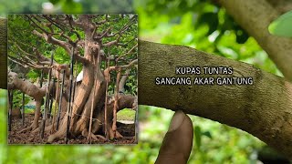 Complete Guide to Making Hanging Roots for Sancang Bonsai