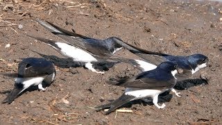 Common house martin collects nesting material. Mehlschwalben sammeln Baumaterial