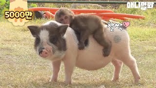 손오공❤️저팔계 어린시절 영상 푼다 ㅋ(아기 돼지 등에 아가 원숭이 어부바)cute baby monkey riding on baby pig's back