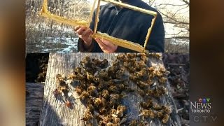 Toronto bee colony robbed of honey, exposed to cold