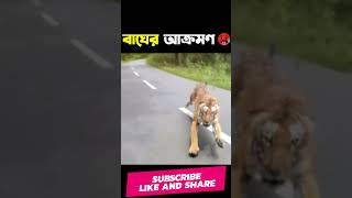 একটুর জন্য বাঘের হাত থেকে বেঁচেগেলো 😱 Tiger Attack Bike |1M Bangla | Mayajaal | মায়াজাল ২০২১ #shorts