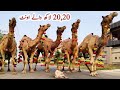 Pakistan Biggest and Expensive Qurbani Camel #camel #camels