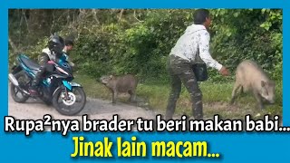 Ingatkan Brader Tu Beri Makan Kera Tepi Jalan, Sekali Bila Tengok Rupa²nya Babi...