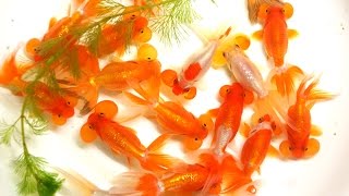 【伊藤養魚場入荷情報】2016.11.22 弥富金魚市場より入荷しました！