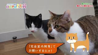 【いいやん!大分】猫の日にゃー!猫のこと教えるにゃ