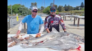 Sharks Galore Anchored Up In 55 Meters Off Portland