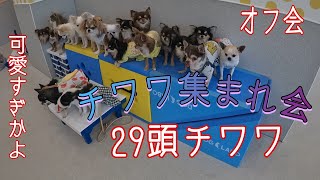 第5回チワワ集まれ会！オフ会に参加したよ！可愛すぎだろ！チワワ集団！