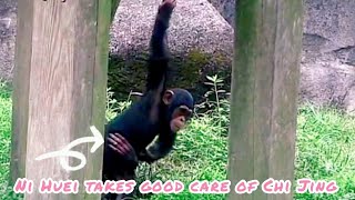 Ni Huei teaches Chi Jing to roll forward |Chimpanzee Daily|Taipei zoo