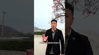 富平自古都是富饶之地土地肥沃，被称为“水果之乡”，由于昼夜温差使富平的柿子做出来的柿饼品质优越，软糯香甜，全国有名，……你吃过吗？旅行柿子树 柿饼