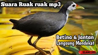 Suara ruak ruak MP3