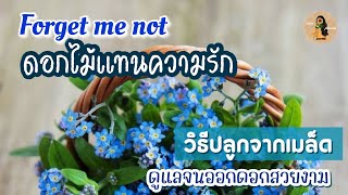 วิธีปลูกดอกฟอร์เก็ตมีน็อต ดอกไม้แทนความรัก forget me notชอบดินแบบไหน ดูแลจนออกดอกสวยงาม | Idea soil