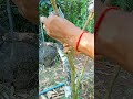 A124 Grafting fruit trees techniques#grafting #lemon #wedges #shorts #easy #YouTube #youtubeshorts