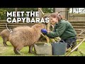 Meet The Capybara! | Paradise Wildlife Park