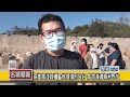 名城報報 兩隻擱淺綠蠵龜恢復情形良好 成功海灘順利野放