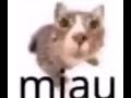 MIAU